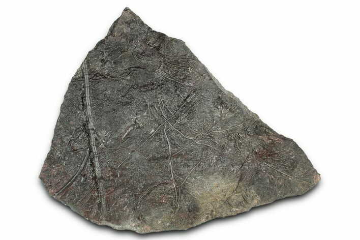 Silurian Fossil Crinoid (Scyphocrinites) Plate - Morocco #339970